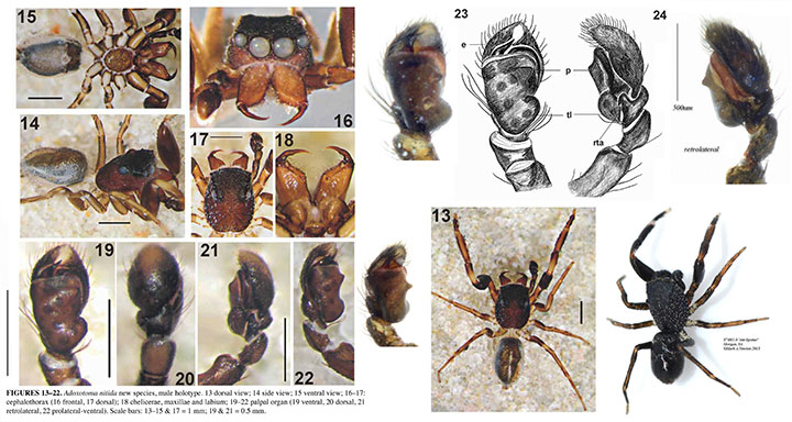 Adoxotoma nitida