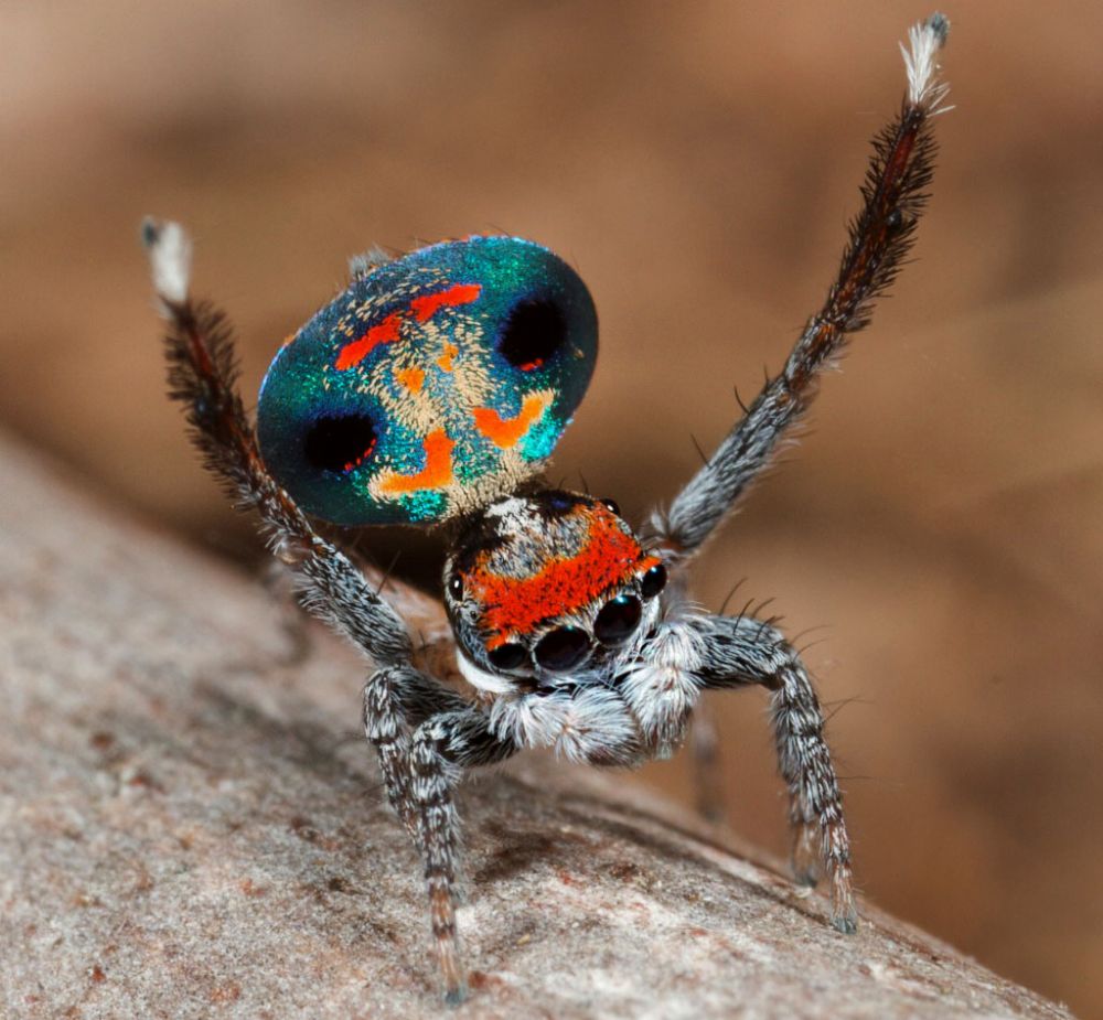 Salticidae Maratus amabilis