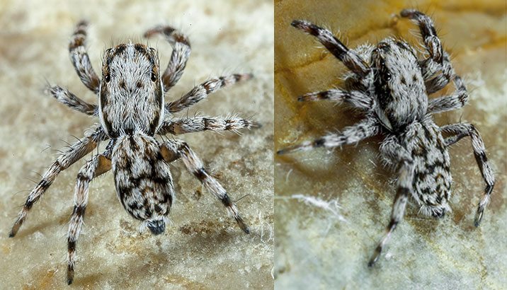 Salticidae Psenuc courti 