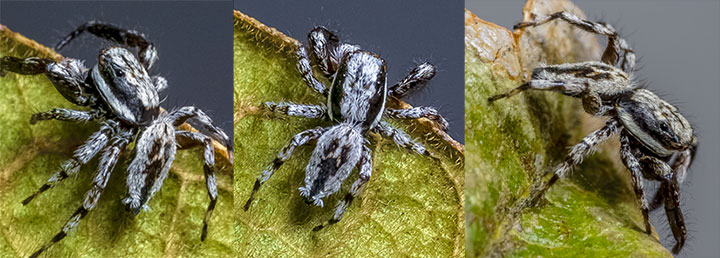 Salticidae Psenuc courti 