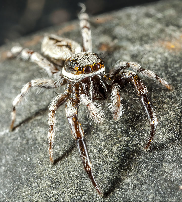 Salticidae Psenuc courti 