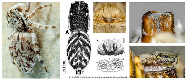 Salticidae Psenuc courti 