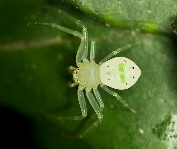 Poecilothomisus sp.