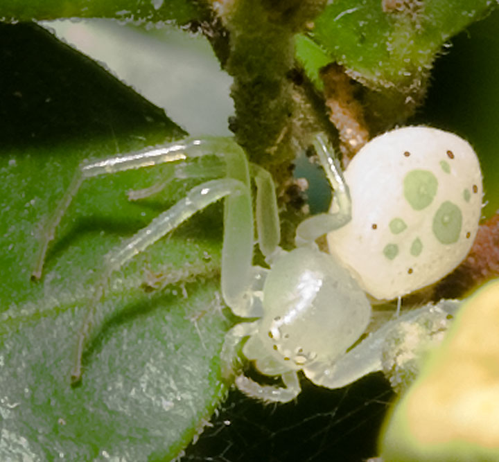 Thomisidae Poecilothomisus speciosus