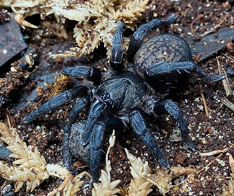 Seqocrypta jakara, female, Brisbane SEQ