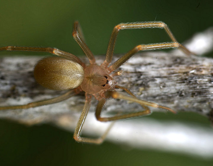 Sicariidae Loxosceles rufescens