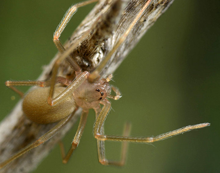 Sicariidae Loxosceles rufescens