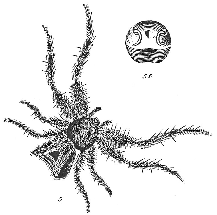 Sidymella hirsuta