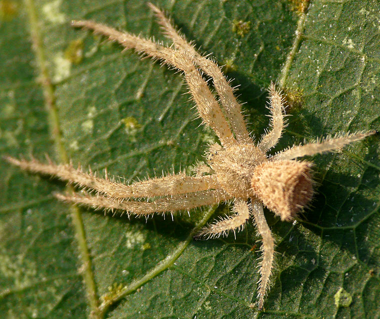 Sidymella hirsuta