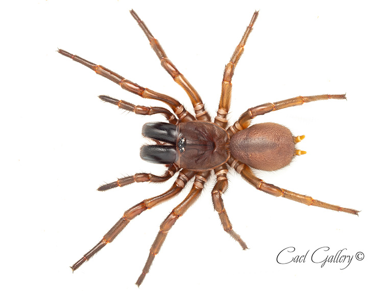 Southern Tree-funnelweb (Hadronyche cerberea), Blue mountains NSW, 25mm