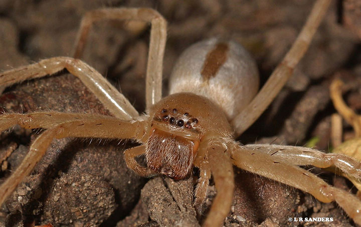 Sparassidae Neosparassus pallidus