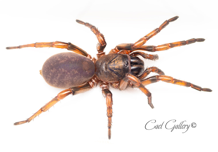 Nebular Trapdoor Spider (Stanwellia nebulosa), Williamstown SA, 30mm