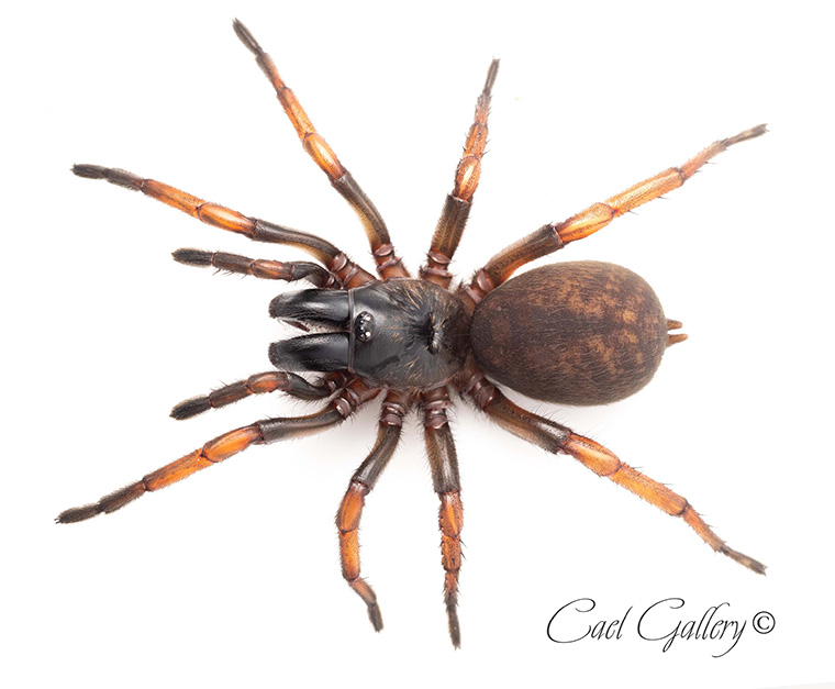 Stanwellia sp. Coburg, Coburg VIC, 25mm