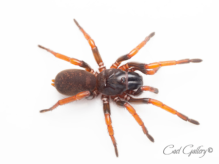 Stanwellia sp. Trafalgar, Trafalgar VIC. 25mm