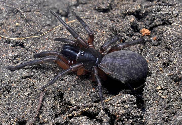 Female from above