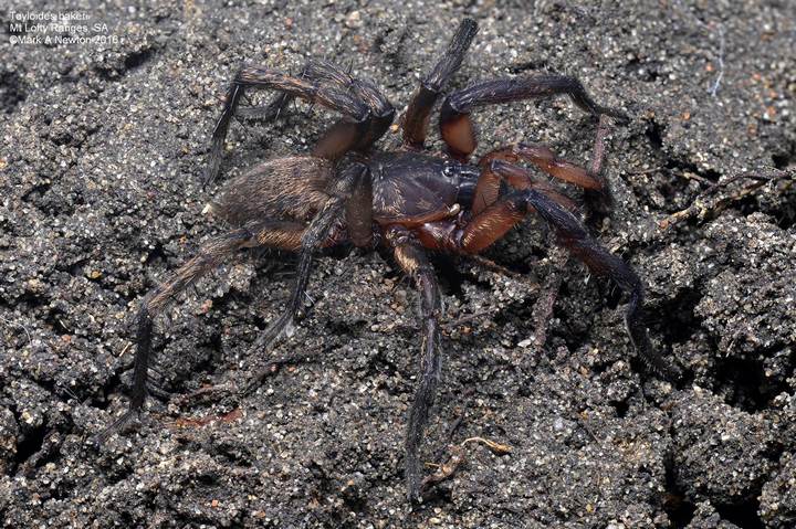 Male from above and side