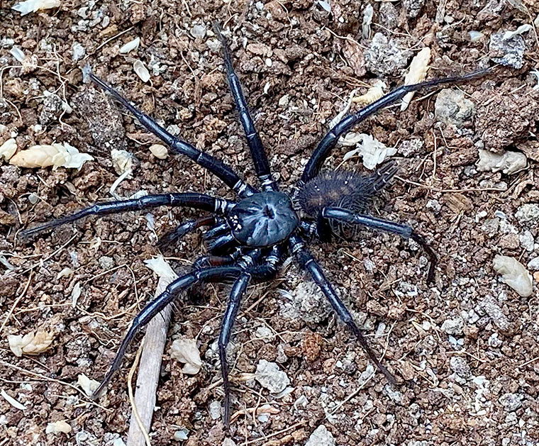 Teranodes otwayensis, mature male, Latrobe valley VIC