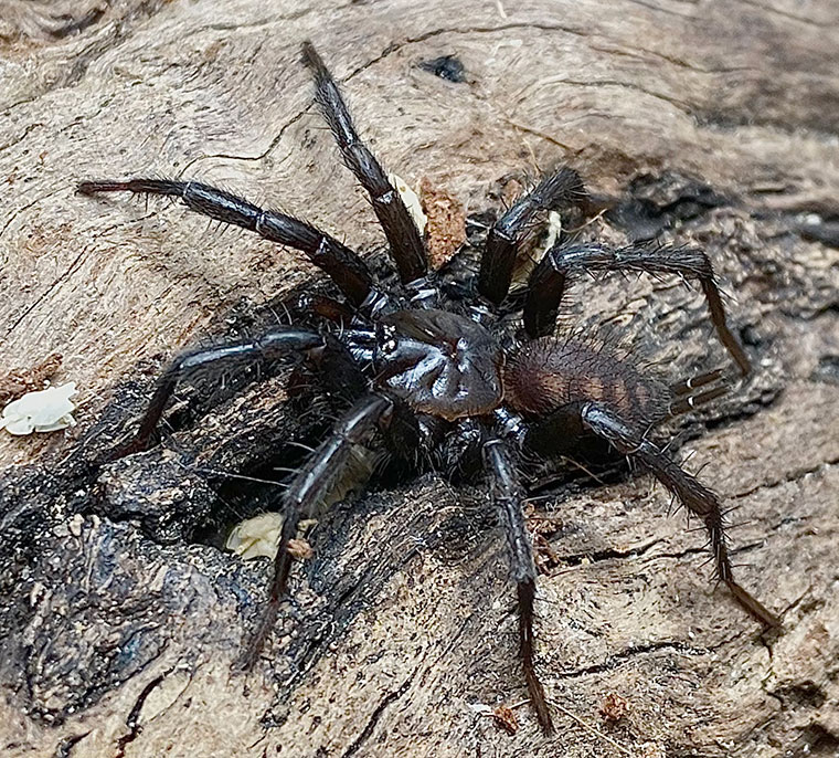 Teranodes sp. nov, male, Bago NSW