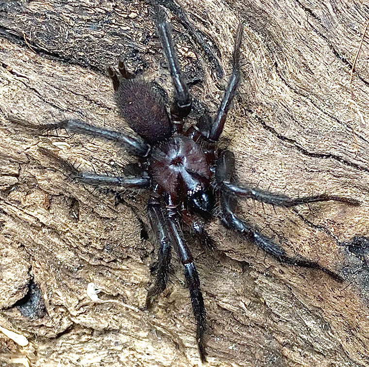 Teranodes sp. nov, male, Batemans bay NSW