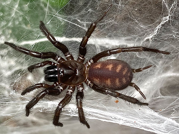 Teranodes sp. nov, female, Bago NSW