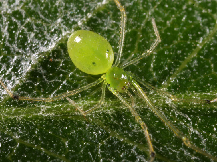 Theridion sp