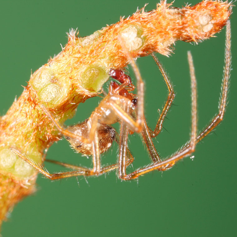 Theridiidae sp