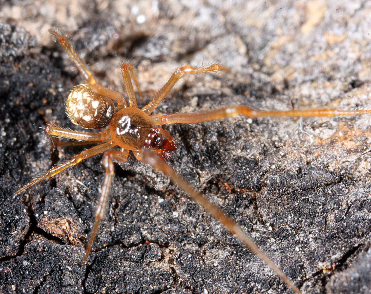 Theridiidae sp