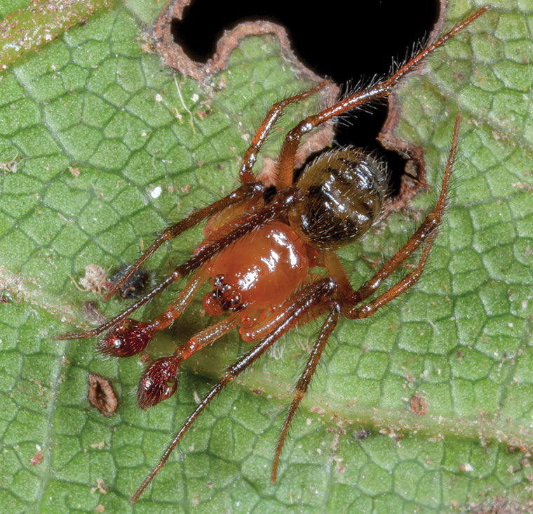 Magnopholcomma globulus