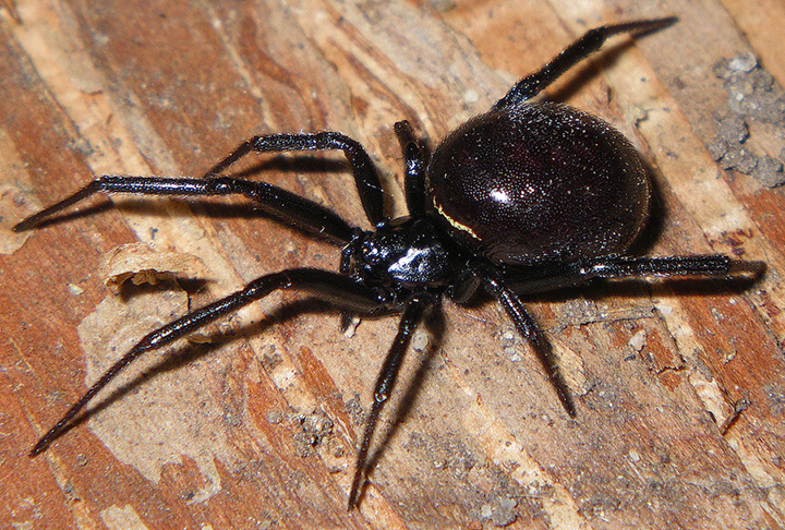 Steatoda with egg sac