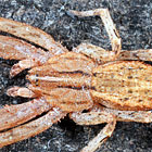 Stephanopis cambridgei