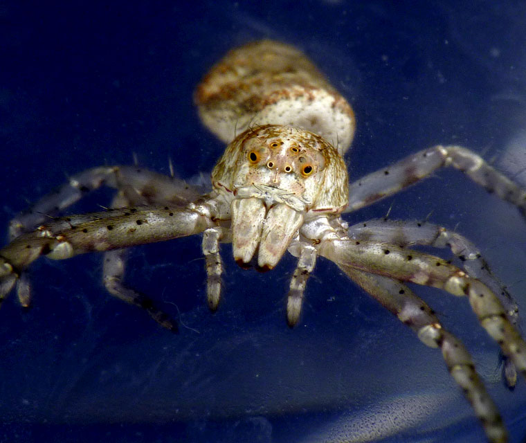 Tmarus cinerascens