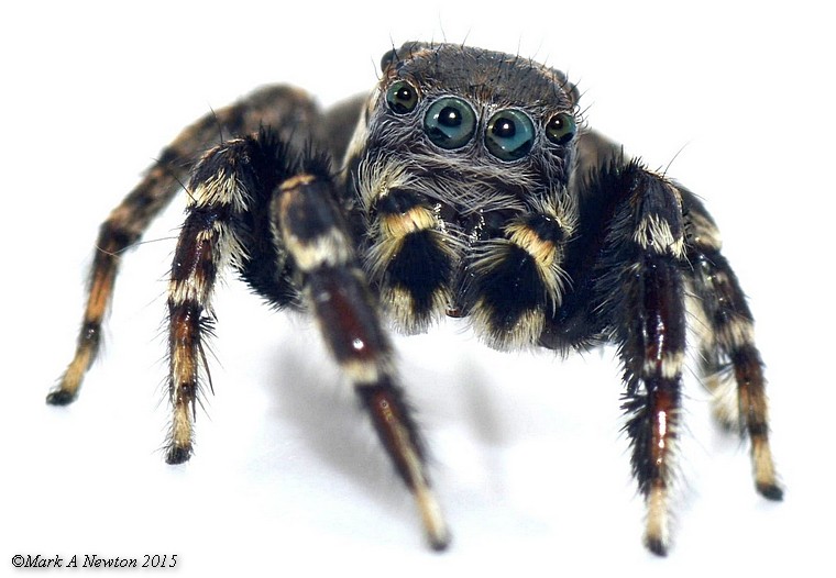 Adult male, South Australia