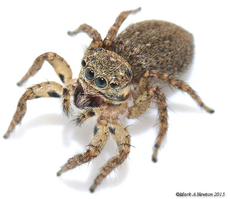 Adult female, South Australia