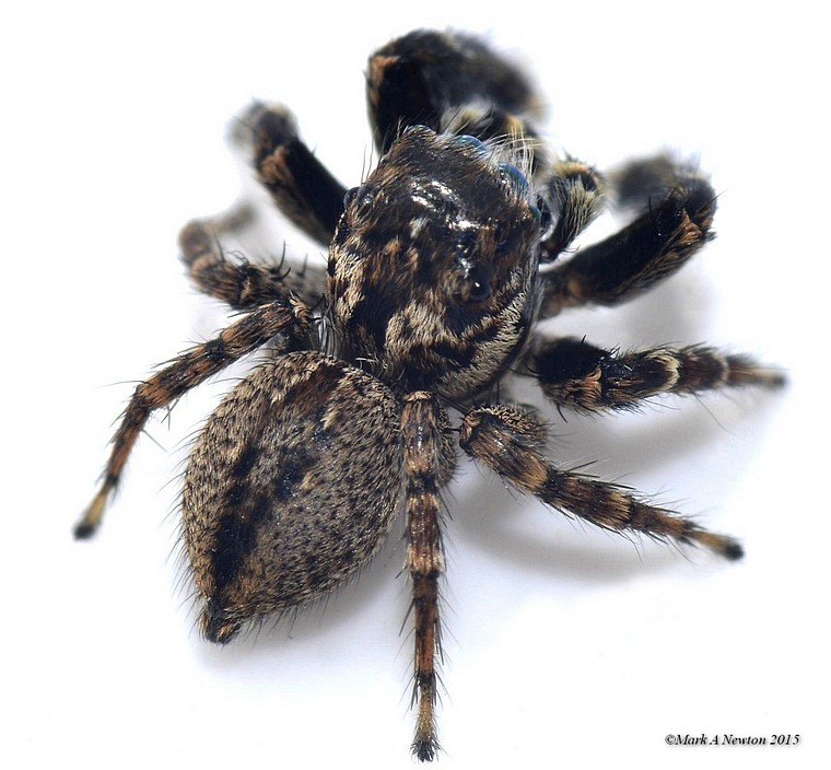 Adult male dorsal