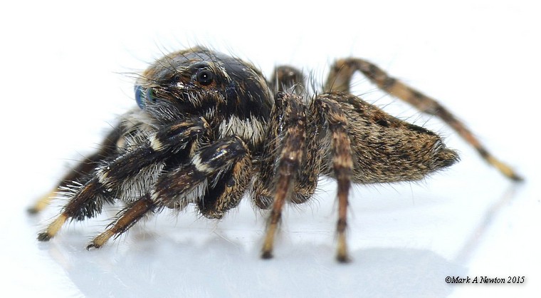 Adult male, South Australia