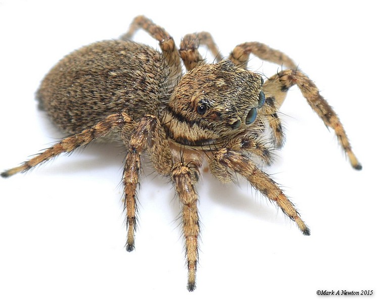 Adult female, South Australia