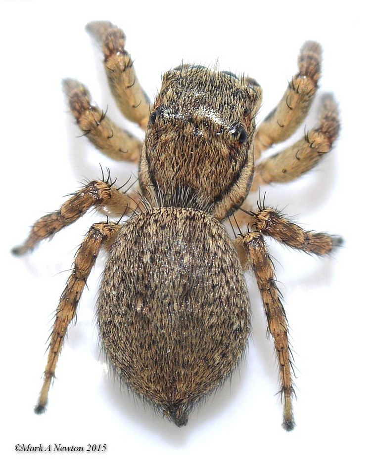 Adult female, South Australia