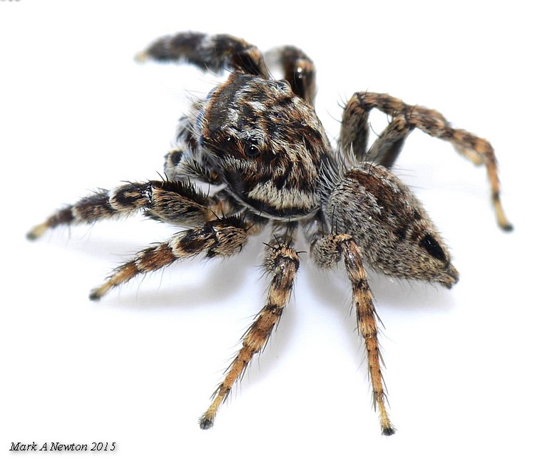 Adult male, South Australia