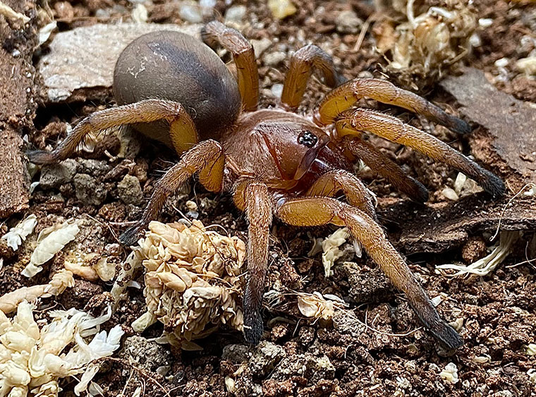 Trittame-rainbowi-female-Bluewater-QLD