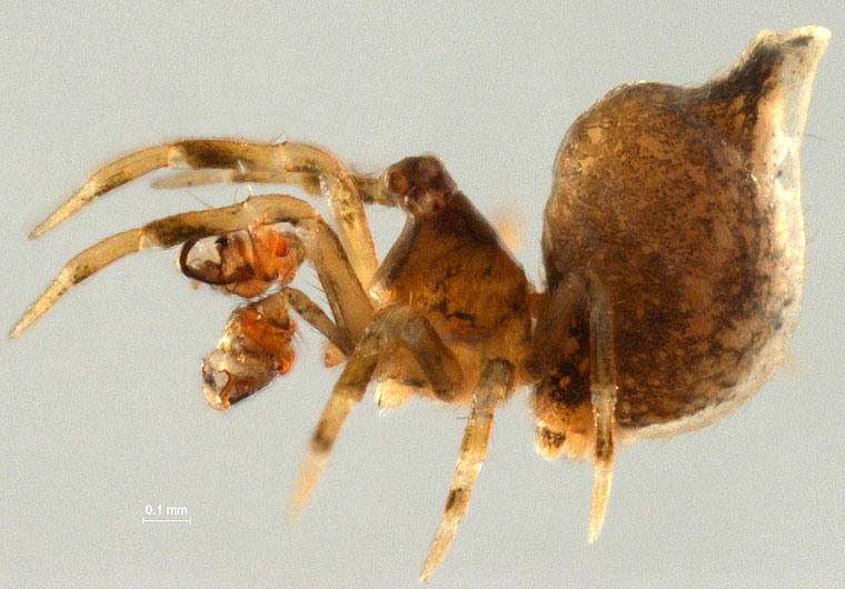Mysmenidae Trogloneta sp.