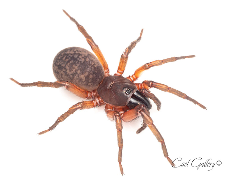 Teyloides bakeri, Mt. Crawford SA. Been looking for this species for years, finally found one under a deep rotting log. 20mm