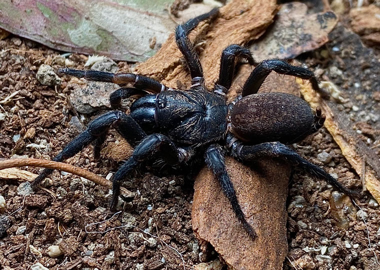 Ixamatus caldera, female, Goldcoast SEQ