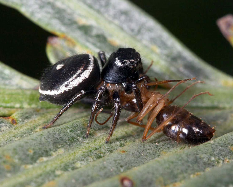 Zenodorus orbifculatus