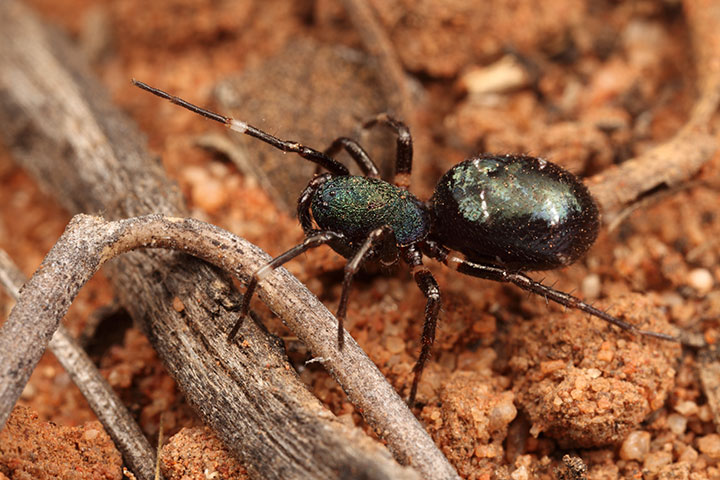 Zillimata scintillans and an ant (Rhytidonoptera) 