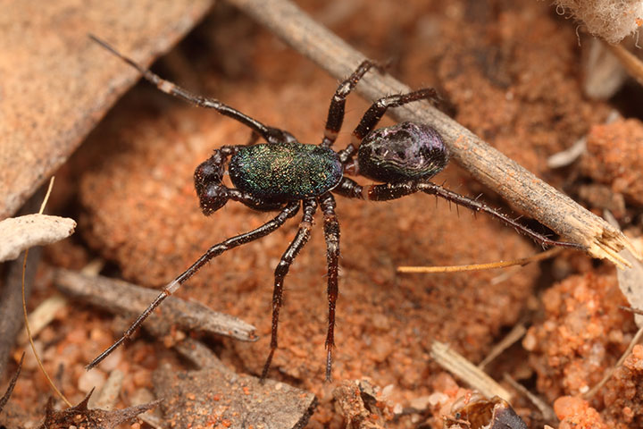 Zillimata scintillans and an ant (Rhytidonoptera) 