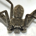 Southern Grey huntsman