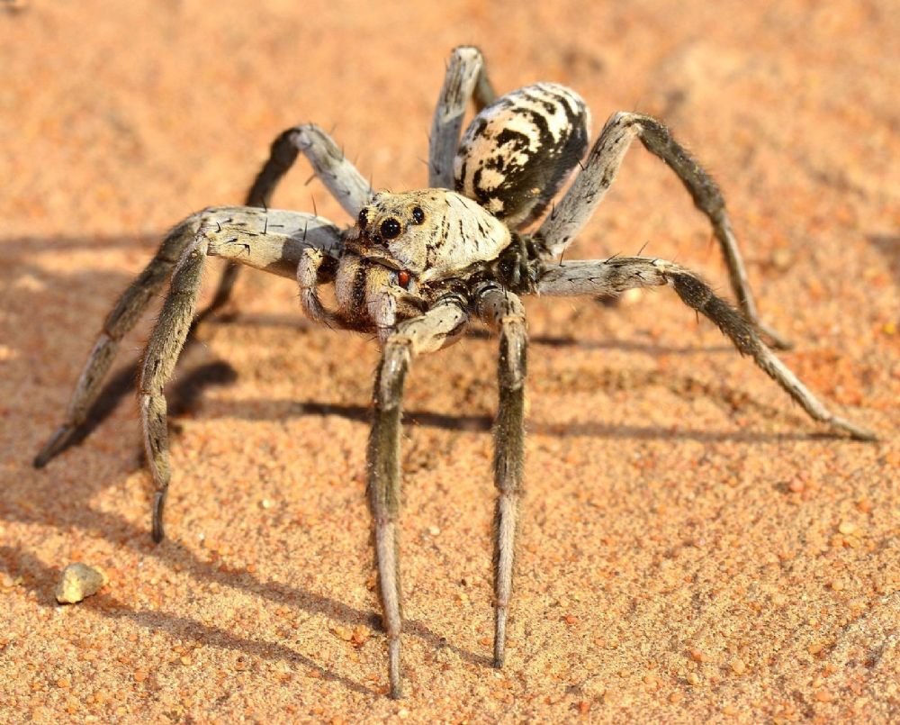 Hoggicosa natashae  Langlands & Framenau, 2010 Roxby Downs SA 5725