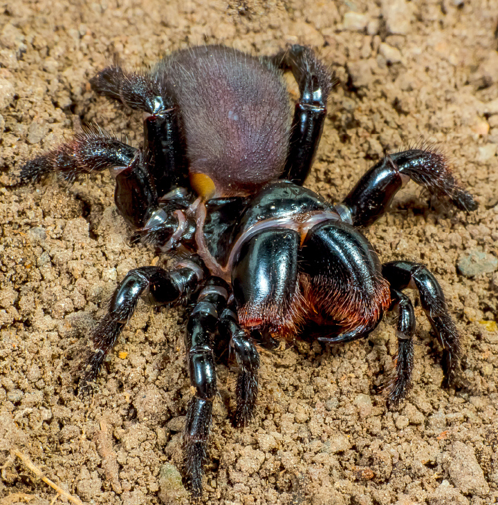 Missulena bradleyi female