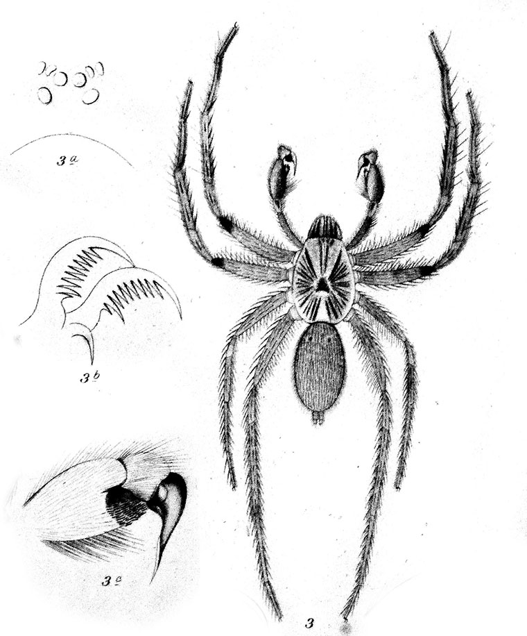Mygalomorphae Idiopidae Arbanitis longipes 