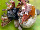 Araneus sp